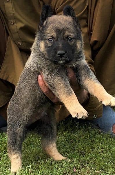 Belgium bilinas bigyari mail for sale full security dog