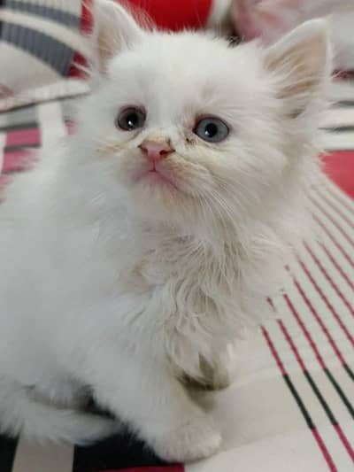 White Kitten Triple coat