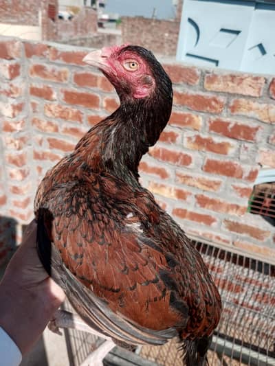 amroha cross kurak madi available