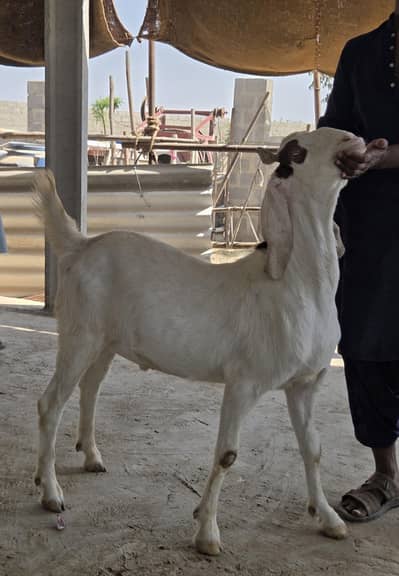 Desi and Teddy nasal