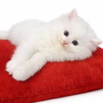 Beautiful Persian kitten (bed & litter included)