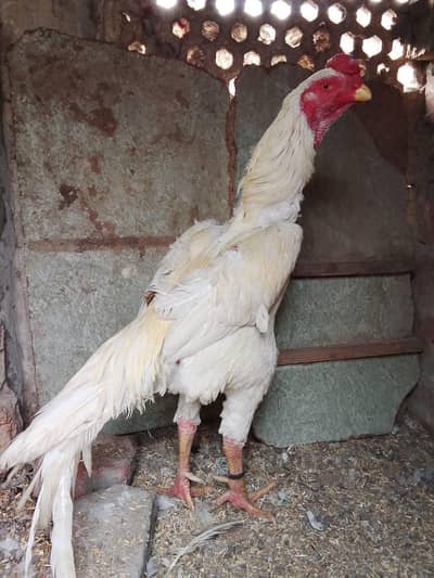 Jerman Line Pair egga lying