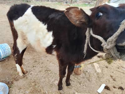 Red freezian cross wachi