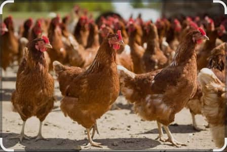 13 hens available all healthy and eggs lay