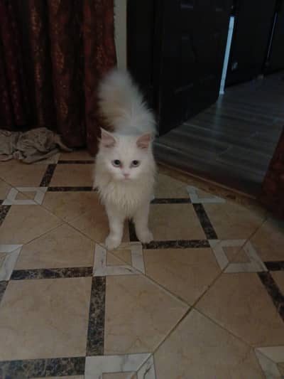 Persian Cat
