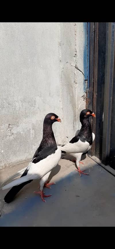 Danish pair and jogi gandedar pair