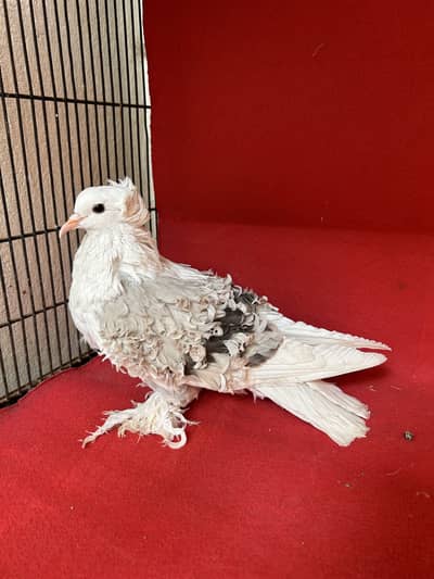 Sharazi, Frill Back , Danish