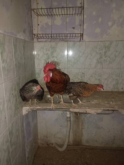 01 x Cock & 2 x Hens available for sale