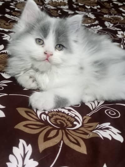 Persian cat