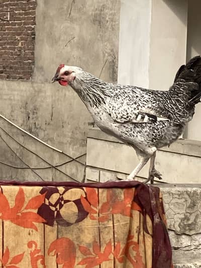 Ghar ki desi Murgiya Murga Egg laying A++ Quality