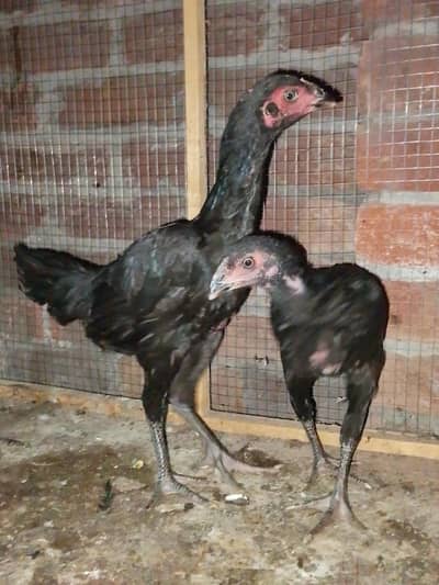 Argent sale japanese o shamo