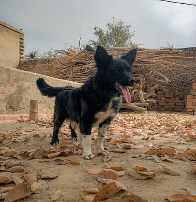 Border Collie dog For Sale
