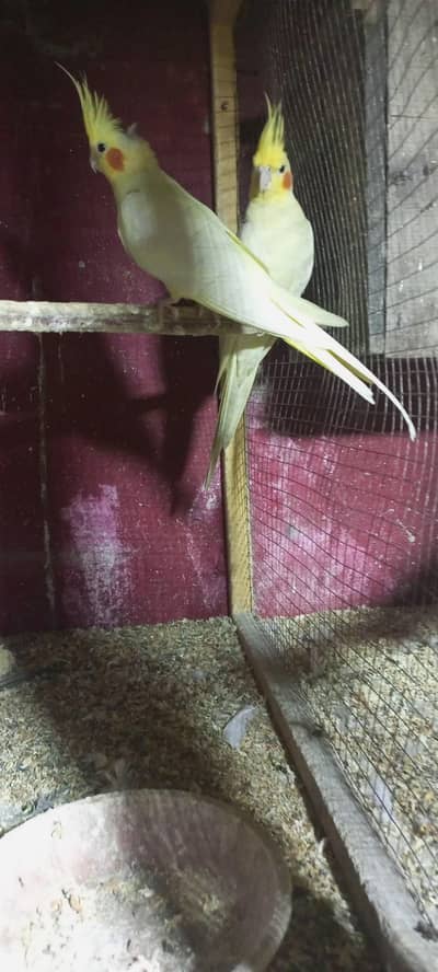 coman White red eyes breeder pair