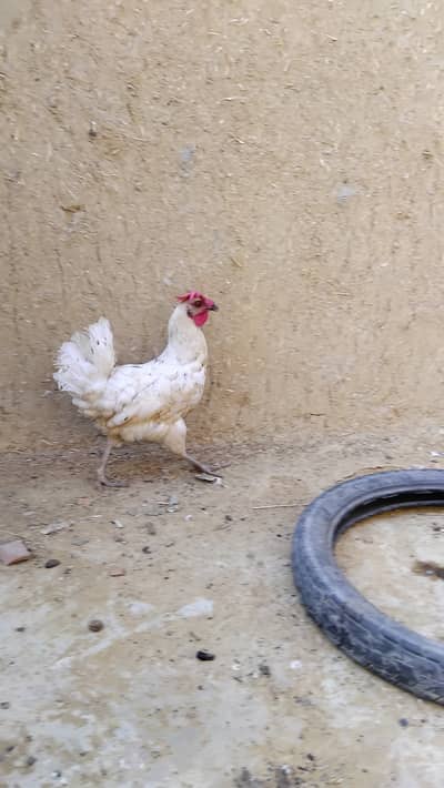 Misri desi hen egg lying morgi murghi murgi morghi