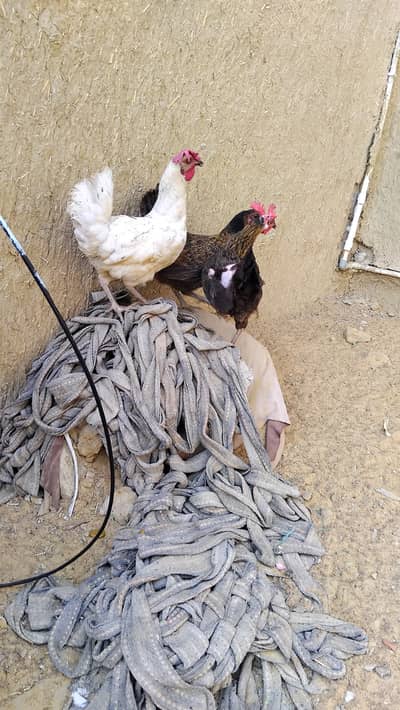 Misri desi hen egg lying morgi murghi murgi morghi