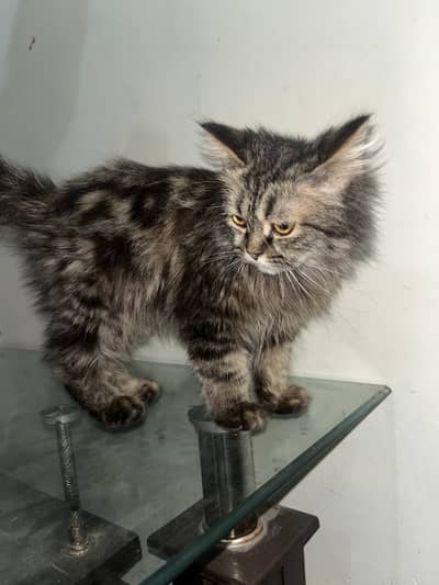 Persian male kitten for sale WhatsApp number 0370 1078548