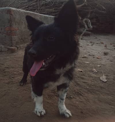 *Russian dog for sale*