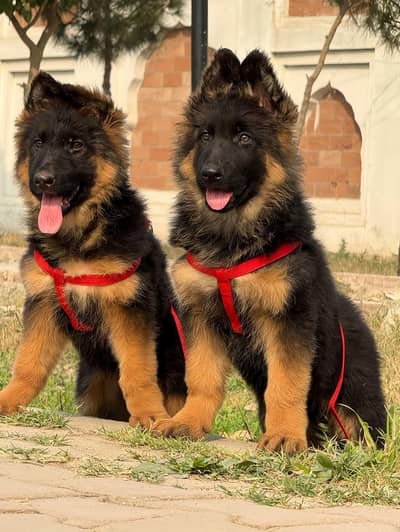 German Shepherd Puppies For Sale
