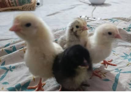 Baby Chicks for Sale (Cute & Healthy)