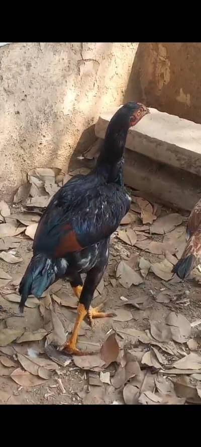 home bread aseel fresh