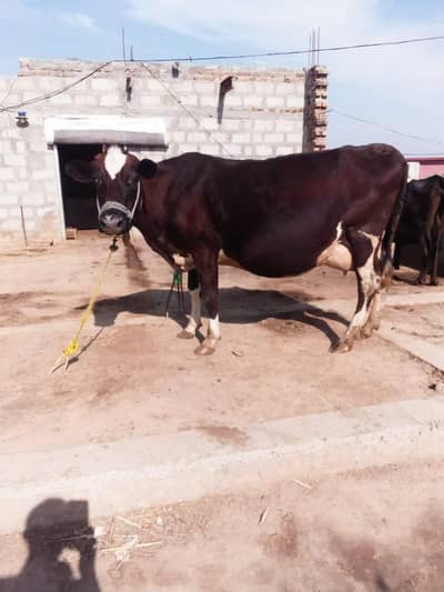 friesian jersey cross cow