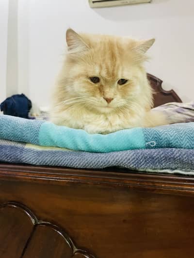 Golden Persian Cat