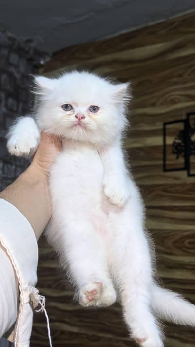 High Quality Male Kitten Extreme Punch Face Triple  Coated