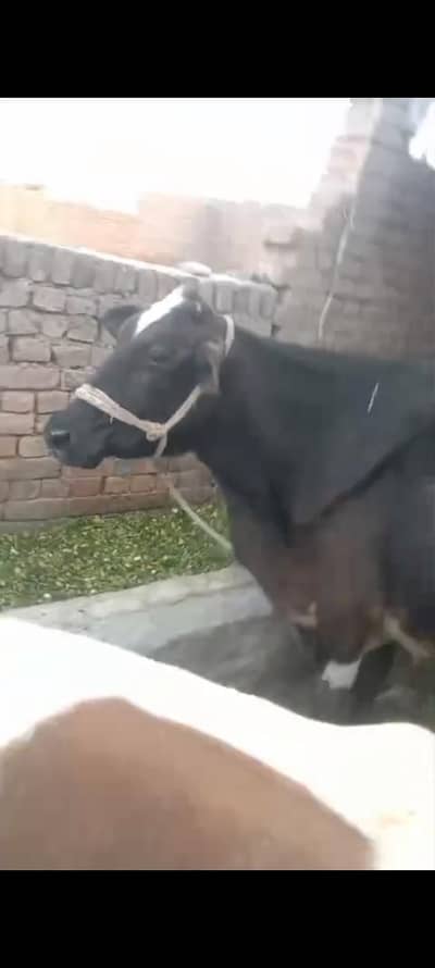 taza soi  cow sath bachri for sale