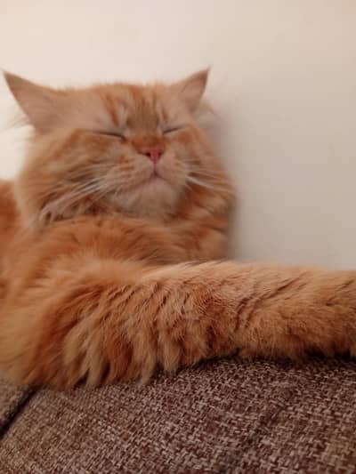 breed Persian age 1 year old