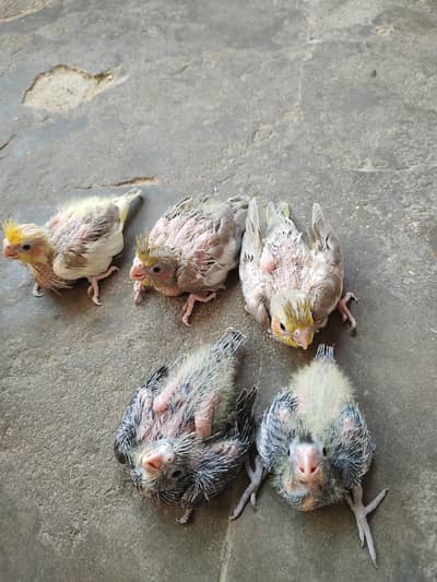 Hand Tamed Fawn Cream Face Cockatiel chicks  And Grey Cockatiel Chicks