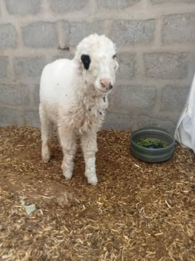 Khare ke dumbe for sale