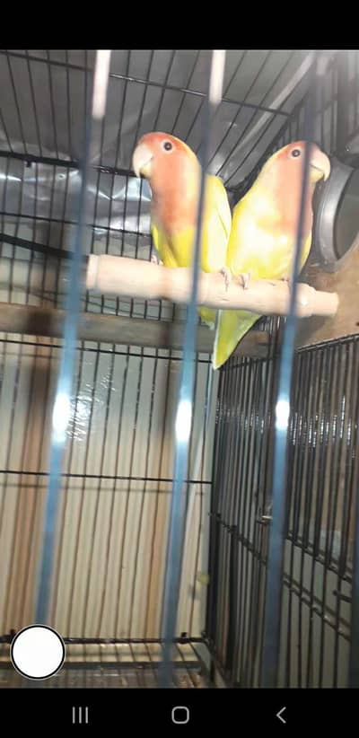 Common Lutino Bareedar Pear For Sale