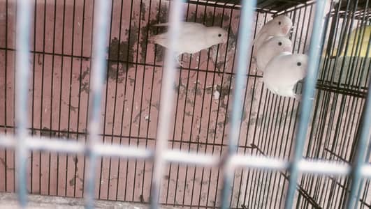 Lovebirds and budgies