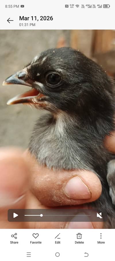 5000 per bacha aseel burmi