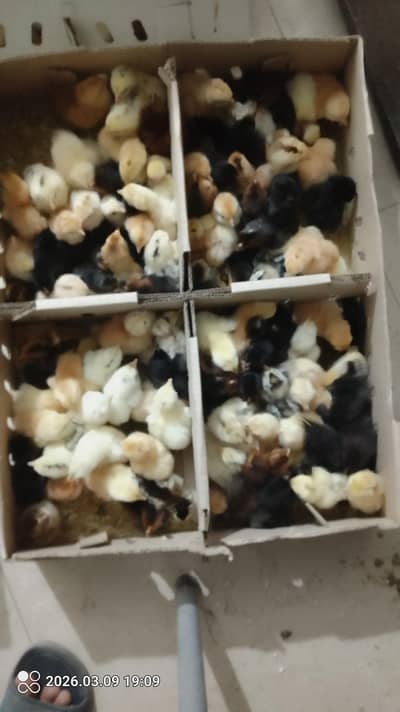 golden misri 1 day chick