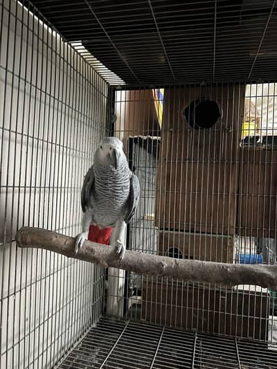 African grey Breeder male