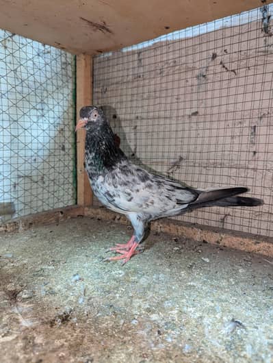 pure taddy ay 3500 par