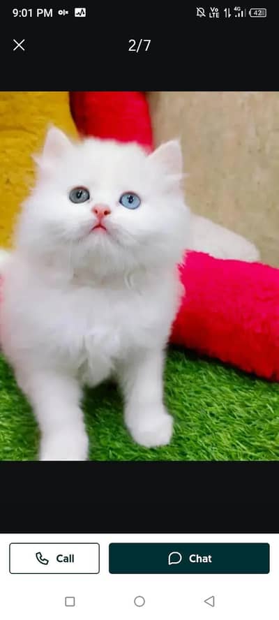 persian cat my WhatsApp number 03263875929
