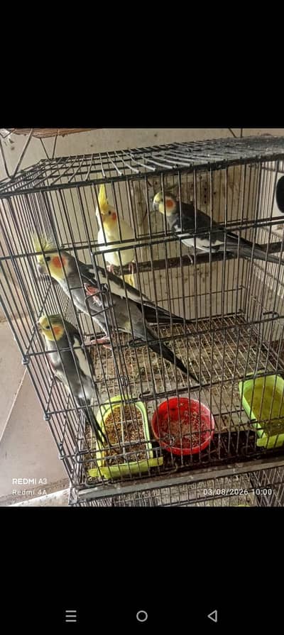 cocktail parrat for sale breader male