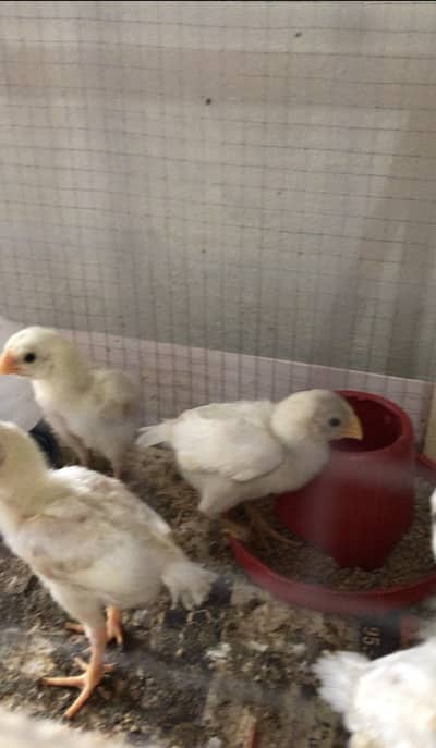 Parrot beak long tail chicks