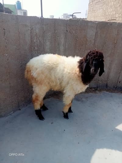 4 mahine ka dumba hai pura bahi bilkul okay hi dumba