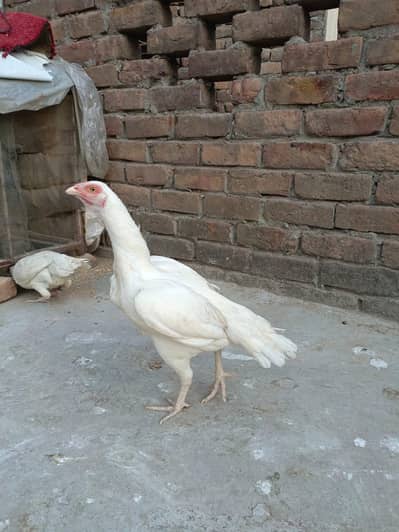 aseel heera for sale