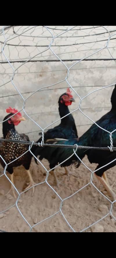 aseel jora aseel morga murgi