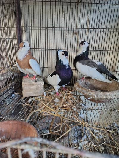 Falygyzer Pigeons Trio