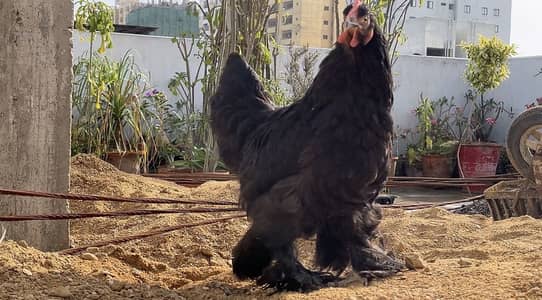 Black buff female,White crested black polish male and blue buff pair