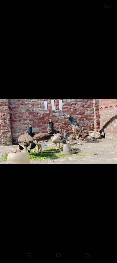 moor pairs available