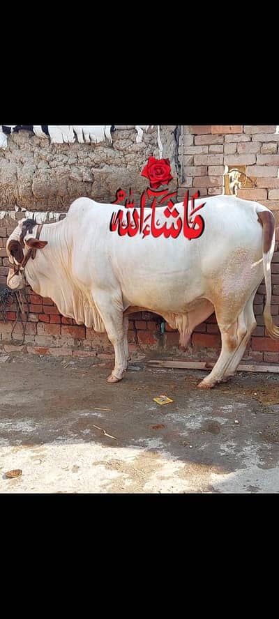 barama for sale nukra  2 male hen