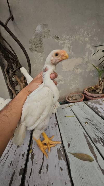 Indian Parrot beak chick's | Tamil nado Tampered Tail | Chick's