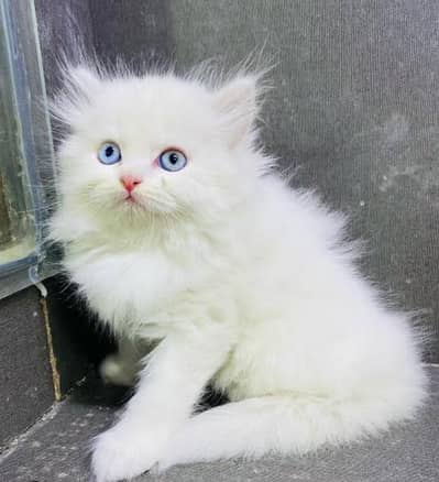 Persian cat for sale my WhatsApp number 03 45 70 84 434