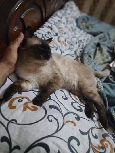 siamase beautiful male